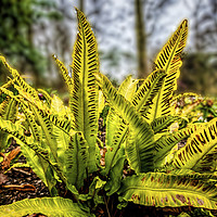 Buy canvas prints of Harts Tongue Fern by Colin Metcalf