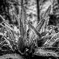 Buy canvas prints of Harts Tongue Fern in Mono by Colin Metcalf