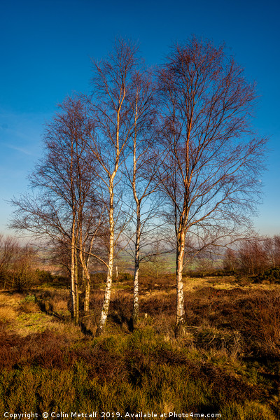 Silver Birches Picture Board by Colin Metcalf