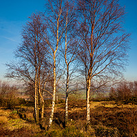 Buy canvas prints of Silver Birches by Colin Metcalf