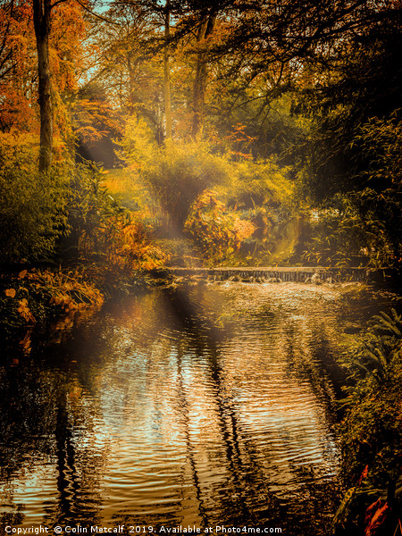 Autumn Light Picture Board by Colin Metcalf