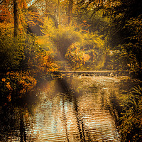 Buy canvas prints of Autumn Light by Colin Metcalf