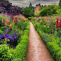 Buy canvas prints of Summer Border by Colin Metcalf