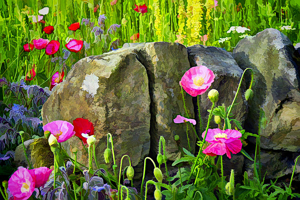 Poppies against a wall. Picture Board by Colin Metcalf