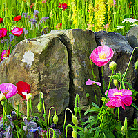 Buy canvas prints of Poppies against a wall. by Colin Metcalf
