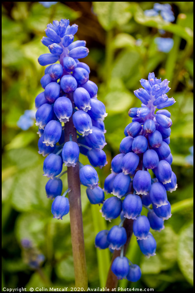 Grape Hyacinth (Muscari) Picture Board by Colin Metcalf