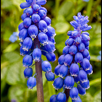 Buy canvas prints of Grape Hyacinth (Muscari) by Colin Metcalf