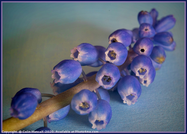 Grape Hyacinth (Muscari) Picture Board by Colin Metcalf