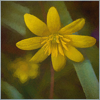 Buy canvas prints of Lesser Celandine by Colin Metcalf