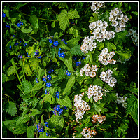 Buy canvas prints of Hawthorn and Perennial Forget-Me-Nots by Colin Metcalf