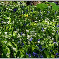 Buy canvas prints of Bluebells and Wild Garlic by Colin Metcalf