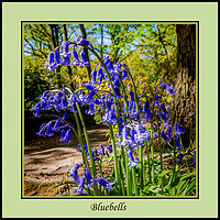 Buy canvas prints of Bluebells by Colin Metcalf
