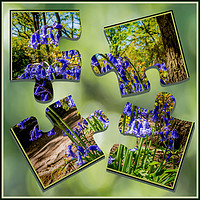 Buy canvas prints of Bluebell Puzzle by Colin Metcalf