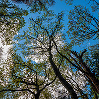 Buy canvas prints of Tree Canopy by Colin Metcalf