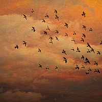 Buy canvas prints of Evening Flight by Colin Metcalf
