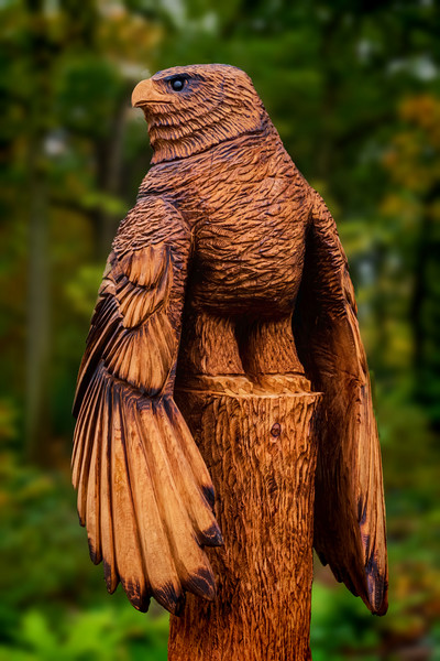Harris Hawk Carving Picture Board by Colin Metcalf