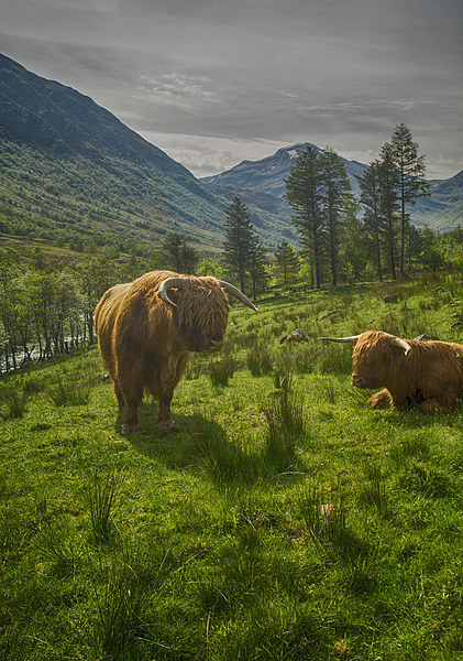 Highland Coos Picture Board by Geo Harris