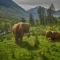 Buy canvas prints of Highland Coos by Geo Harris