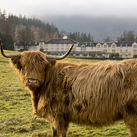 Buy canvas prints of Highland Coo by Geo Harris