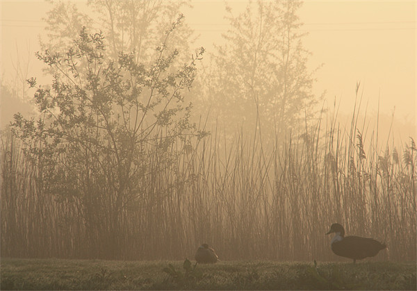 Ducks at dawn Picture Board by Linsey Williams