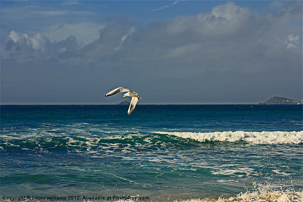 Sennen seagull Picture Board by Linsey Williams