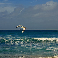 Buy canvas prints of Sennen seagull by Linsey Williams