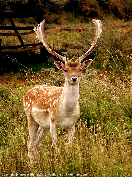 Fallow Deer Picture Board by Linsey Williams