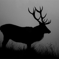 Buy canvas prints of Stag silhouette by Linsey Williams