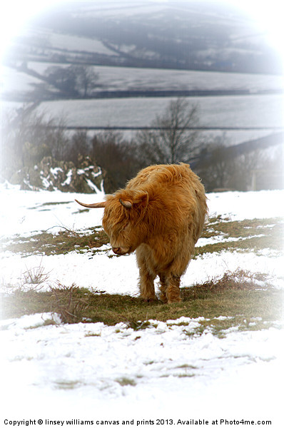 Highland Cow Picture Board by Linsey Williams