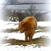 Buy canvas prints of Highland Cow by Linsey Williams