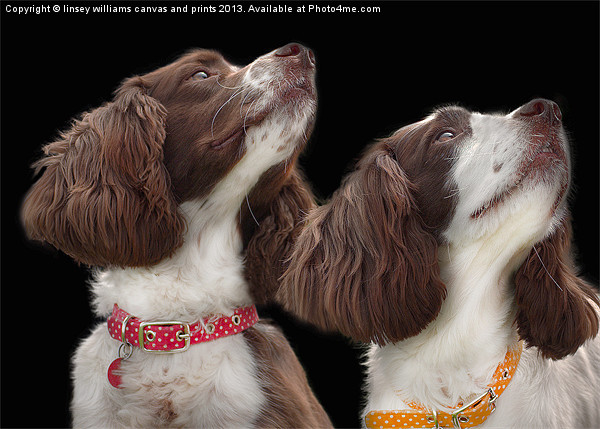 Two Spaniels Picture Board by Linsey Williams