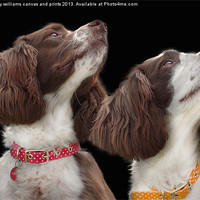 Buy canvas prints of Two Spaniels by Linsey Williams
