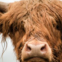 Buy canvas prints of Highland Cow, Bad Hair Day by Linsey Williams