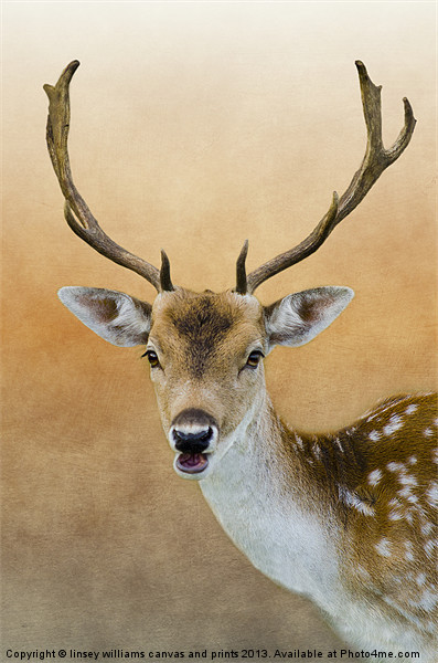 Fallow Deer Stag Picture Board by Linsey Williams