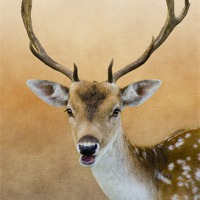 Buy canvas prints of Fallow Deer Stag by Linsey Williams