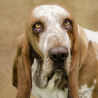 Buy canvas prints of The Basset Hound by Linsey Williams