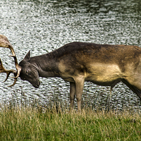 Buy canvas prints of Stag Ready To Rumble by Linsey Williams