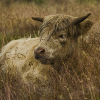 Buy canvas prints of Camouflaged Cow by Linsey Williams