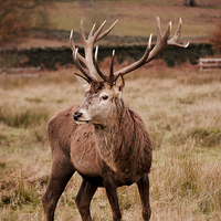 Buy canvas prints of Autumn Stag by Linsey Williams