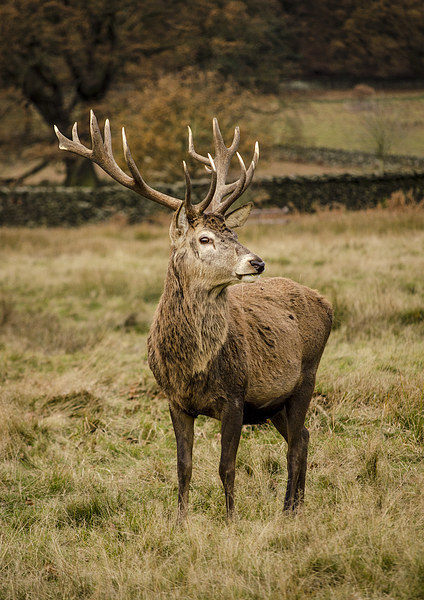 Red Deer Stag Picture Board by Linsey Williams