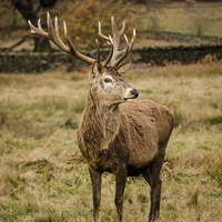 Buy canvas prints of Red Deer Stag by Linsey Williams