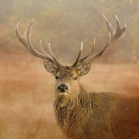 Buy canvas prints of Red Deer Stag  by Linsey Williams