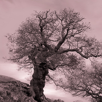 Buy canvas prints of Oak On A Slope by Linsey Williams