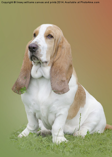  Portrait Of A Basset Hound Picture Board by Linsey Williams