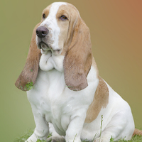 Buy canvas prints of  Portrait Of A Basset Hound by Linsey Williams