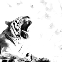 Buy canvas prints of  High Key Tiger Yawn by Linsey Williams