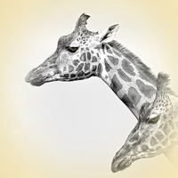 Buy canvas prints of  Giraffes With A Hint Of Colour by Linsey Williams