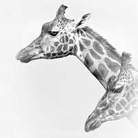 Buy canvas prints of  Two Giraffes by Linsey Williams