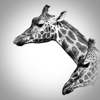 Buy canvas prints of  Giraffes In Black And White by Linsey Williams