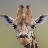 Buy canvas prints of Giraffe. I Am Beautiful by Linsey Williams